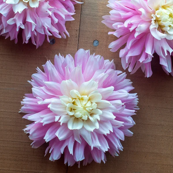 Dahlia☆様 Dahlia Chilson's Pride (CP) 3 Tubers — Dahlia Shed